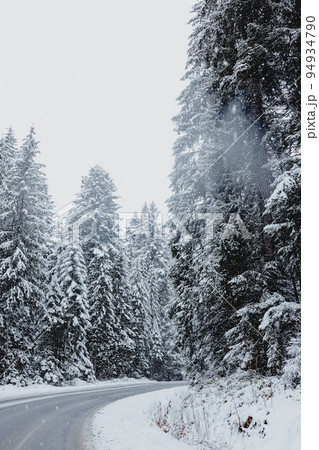 Pine trees covered with snow, snowy forest 94934790