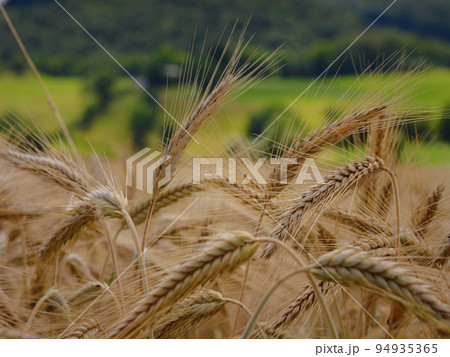Gold wheat field and green hill. Roggenburg, Switzerland. 94935365