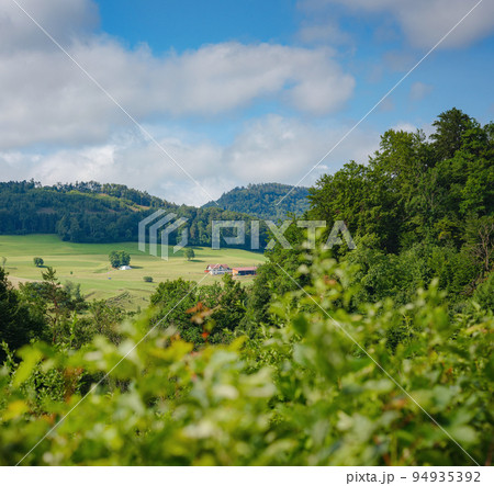Green european forest landscape Green european forest landscape 94935392