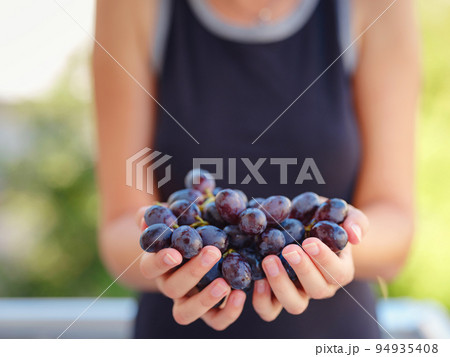 Vineyard Harvest in autumn season 94935408