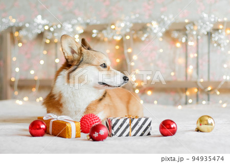 Corgi dog with gifts and Christmas decorations against the garland lights background. New Year and Christmas concept. Waiting for the holiday 94935474