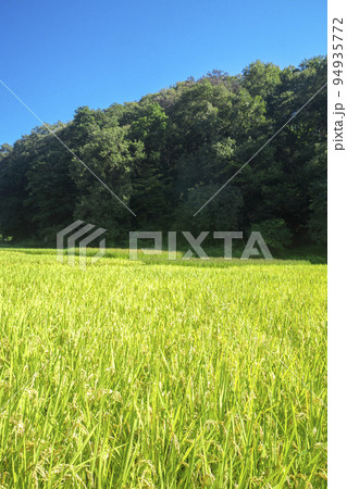 狭山丘陵内にある谷戸でのコメ作り 青空の刈り取り前の岸たんぼ 狭山丘陵内にある谷戸でのコメ作り 青空の刈り取り前の岸たんぼ 94935772