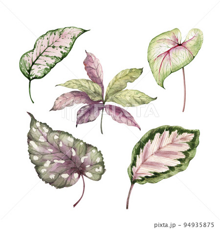 Tropical leaves botanical set, watercolor illustration. Tropical leaves botanical set, watercolor illustration. 94935875