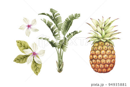 Set of watercolor tropical illustrations of flowers, plants and fruits on a white background. 94935881