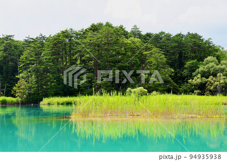 福島県　磐梯山　裏磐梯　五色沼　湖沼群　自然探勝路　みどろ沼 94935938