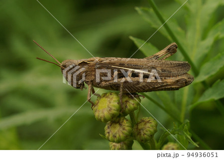 Closeup on an adult European Bow-winged grasshopper, Chorthippus biguttulus group Closeup on an adult European Bow-winged grasshopper, Chorthippus biguttulus group 94936051
