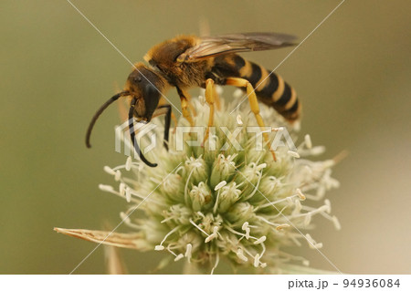 Closeup on a Mediterranean male Great banded furrow bee, Halictus scabiosae sitting on field Eryngo flower Closeup on a Mediterranean male Great banded furrow bee, Halictus scabiosae sitting on field Eryngo flower 94936084