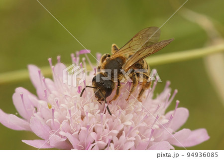 Closeup on a Mediterranean female Great banded furrow bee, Halictus scabiosae , sitting on a pink scabious flower Closeup on a Mediterranean female Great banded furrow bee, Halictus scabiosae , sitting on a pink scabious flower 94936085