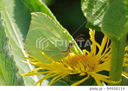 Closeup on the elegant yellow Brimstone butterfly, Gonepteryx rhamni with closed wings 94936114