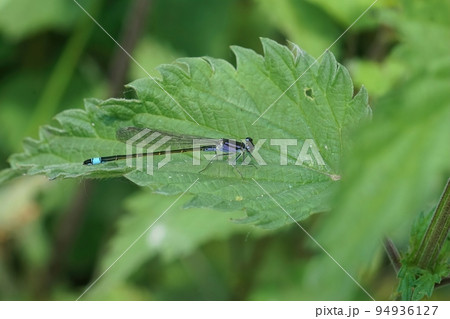 Closeup on a blue-tailed damselfly, Ischnura elegans sitting on a green leaf Closeup on a blue-tailed damselfly, Ischnura elegans sitting on a green leaf 94936127