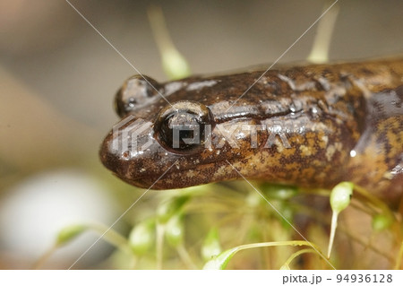 A lateral head close up shot of a female Dunn's salamander , Plethodon dunni in the scenic highway at Columbia river Gorge , Oregon A lateral head close up shot of a female Dunn's salamander , Plethodon dunni in the scenic highway at Columbia river Gorge , Oregon 94936128