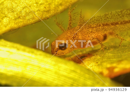 Closeup on an aquatic larvae of the European Carpathian newt, Lissotriton montandoni 94936129