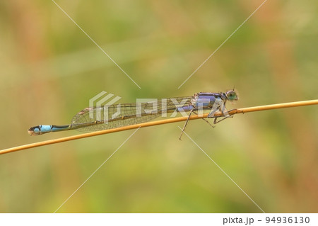 Closeup on a blue-tailed damselfly, Ischnura elegans sitting on a straw of grass Closeup on a blue-tailed damselfly, Ischnura elegans sitting on a straw of grass 94936130