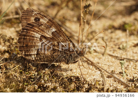Closeup on the Grayling butterfly, Hipparchia semele well camouflaged with closed wings Closeup on the Grayling butterfly, Hipparchia semele well camouflaged with closed wings 94936166