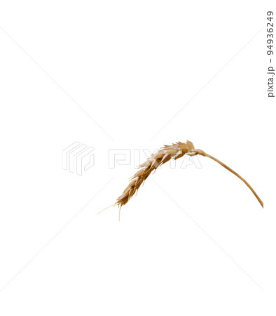 rye ear isolated on white background. Copy space, pattern, wallpaper, banner, cover, mockup, for your design, food industry, bakery concept rye ear isolated on white background. Copy space, pattern, wallpaper, banner, cover, mockup, for your design, food industry, bakery concept 94936249