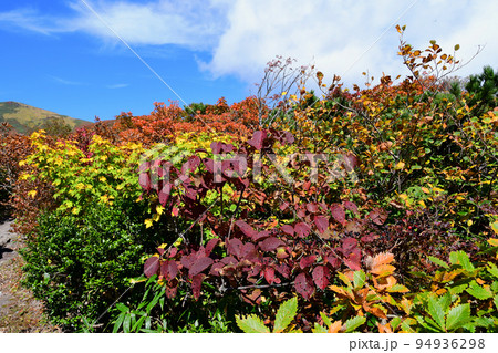 宮城県　栗駒国定公園　錦秋の栗駒山　中央登山道 94936298