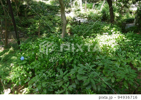 御殿山庭園滝 東京都品川区 日本庭園 茶室 池 樹林 林 花 散策 24時間無料 令和3年7月 御殿山庭園滝 東京都品川区 日本庭園 茶室 池 樹林 林 花 散策 24時間無料 令和3年7月 94936716