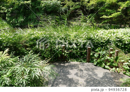 御殿山庭園滝 東京都品川区 日本庭園 茶室 池 樹林 林 花 散策 24時間無料 令和3年7月 御殿山庭園滝 東京都品川区 日本庭園 茶室 池 樹林 林 花 散策 24時間無料 令和3年7月 94936728