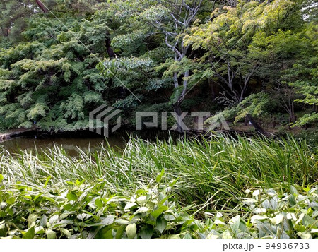 御殿山庭園滝　東京都品川区　日本庭園　茶室　池　樹林　林　花　散策　24時間無料　令和3年7月　 94936733