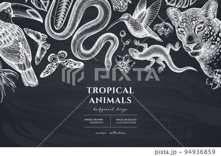 Tropical animals hand drawn illustration...のイラスト素材 [94936859] - PIXTA