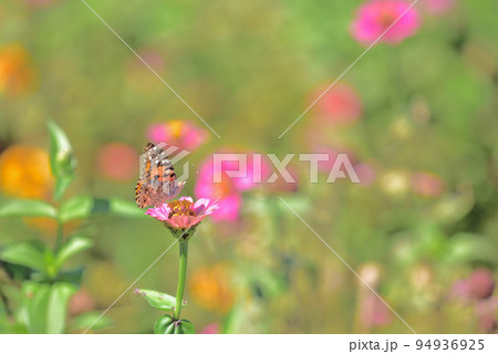 ヒャクニチソウの花から給餌するヒョウモンチョウ ヒャクニチソウの花から給餌するヒョウモンチョウ 94936925
