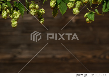 Frame of fresh hops on vintage wooden background 94936933