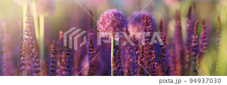 Allium flowers growing in the garden. Purple allium flowers. Round purple flowers look like a ball. Blooming onion. 94937030