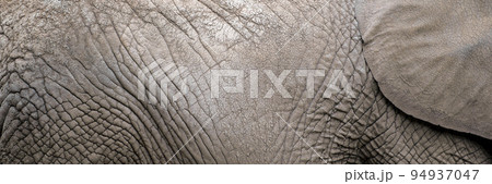 The texture of the skin of an African elephant close-up. Elephant skin, wrinkles and irregularities of an adult elephant. The texture of the skin of an African elephant close-up. Elephant skin, wrinkles and irregularities of an adult elephant. 94937047