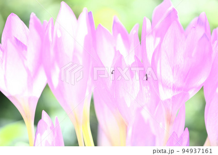 光に透けるイヌサフランの花と働くアリ 光に透けるイヌサフランの花と働くアリ 94937161