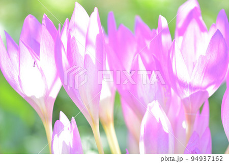 光に透けるイヌサフランの花と働くアリ 光に透けるイヌサフランの花と働くアリ 94937162