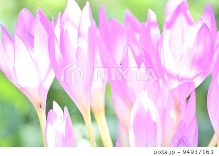 光に透けるイヌサフランの花と働くアリ 94937163