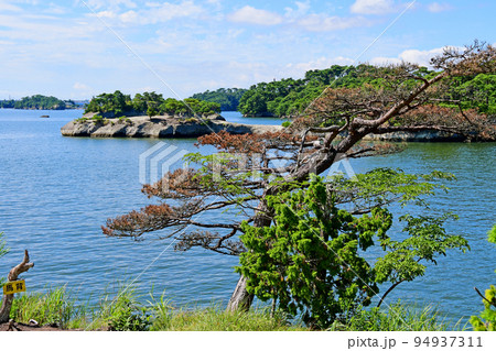 宮城県　松島湾　利府町　赤沼　櫃ヶ沢　子馬 94937311