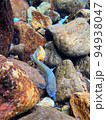 渓流魚 94938047