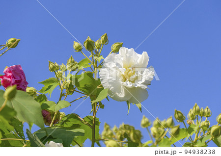 純白の花が美しい朝の酔芙蓉（スイフヨウ） 94938238