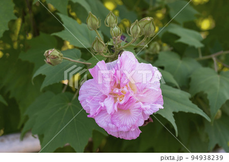 ピンク色に染まった午後の酔芙蓉(スイフヨウ) ピンク色に染まった午後の酔芙蓉(スイフヨウ) 94938239