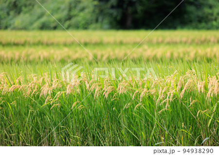 秋の実りの時期を迎えた棚田の稲 秋の実りの時期を迎えた棚田の稲 94938290