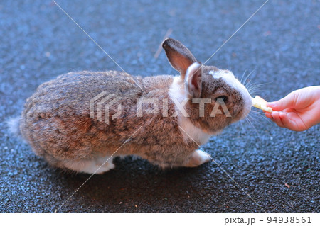野生動物 屋外 外 94938561