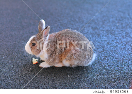 野生動物 屋外 外 94938563