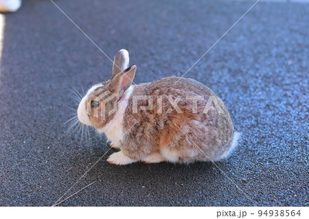 野生動物 屋外 外 94938564