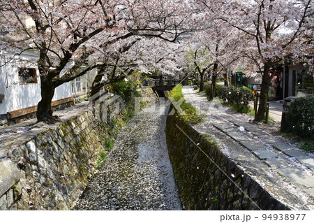 日本の京都府　銀閣寺近くの哲学の道　満開の桜と小川と遊歩道　風で舞う桜吹雪と花びらが水面を流れる花筏 94938977