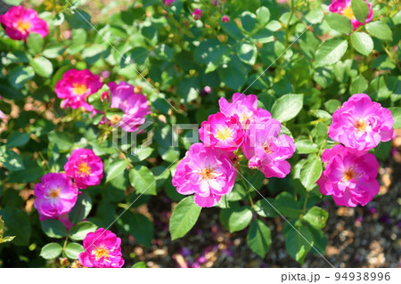 バラの花　インターナショナルヘラルドトリビューン 94938996