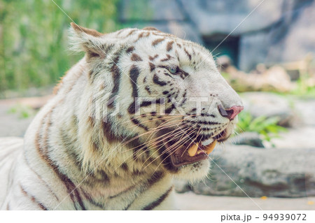 Portrait of a white tiger at the Ventnam Zoo Portrait of a white tiger at the Ventnam Zoo 94939072