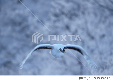 朝日に染まる樹氷に包まれたねぐらから飛び立つタンチョウ（北海道・鶴居） 94939237