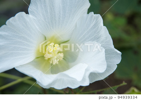 秋の花　ヤマフヨウ 94939334