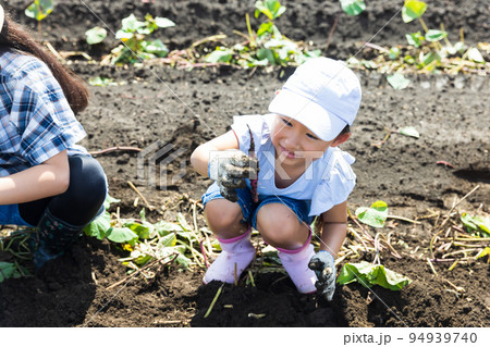 畑で芋掘りを楽しむ子供 畑で芋掘りを楽しむ子供 94939740