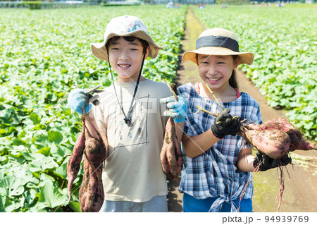 さつま芋畑で芋掘りを楽しむ子供たち さつま芋畑で芋掘りを楽しむ子供たち 94939769