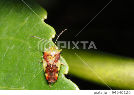 アオモンツノカメムシ 94940120