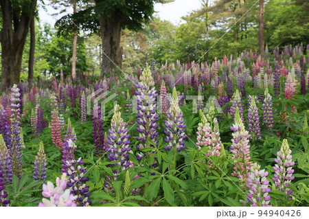 埼玉県比企郡滑川町の森林公園に咲くルピナスの花 94940426