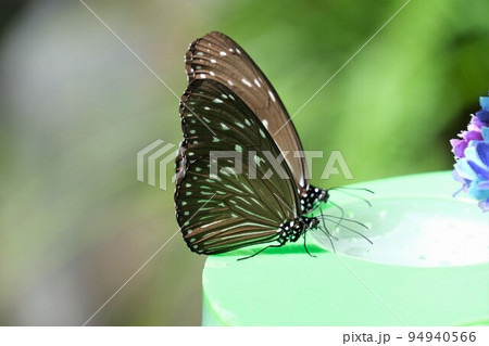 ツマムラサキ ツマムラサキ 94940566