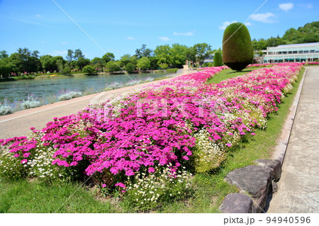初夏の花壇 初夏の花壇 94940596